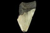Partial, Fossil Megalodon Tooth - North Carolina #124775-1
